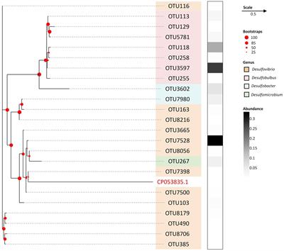 Harnessing sulfate-reducing bacteria with plants growing to revitalize metal-tainted coal mine soils in Midwest China: metal sequestration performance, ecological networking interaction, and functional enzymatic prediction